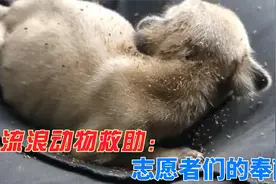 流浪狗的生活，逃脱不了被跳蚤虱子叮咬的悲惨视频封面