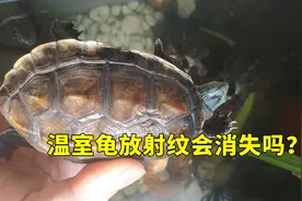温室龟放射纹能消失吗？会逐渐模糊，3年冷水养温室花龟实例分析