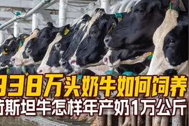 938万头奶牛怎么养？荷斯坦牛怎样年产奶1万kg？走进美国奶牛牧场视频封面