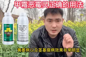 甲霜恶霉灵的正确的用法@小周说农资视频封面