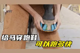 给马穿上“跑鞋”就能跑的快吗？还不用烧制马蹄铁，真是长见识了
