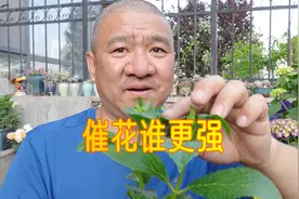 花多多2号、磷酸二氢钾谁胜出？绣球花“催花对比实验”最终结果视频封面