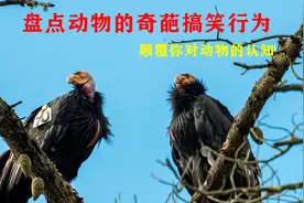 盘点动物的奇葩搞笑行为，有些不可思议，颠覆你对动物原有的认知视频封面