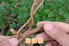 农村常见的枸杞根煮汤喝功效强劲，解决了很多人的健康大问题视频封面