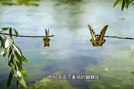 微观世界：让我们认识一下从毛毛虫变成蝴蝶的过程。视频封面