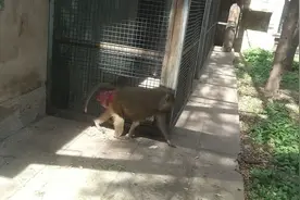 狒狒屁股上长了一坨肉，看着就疼视频封面