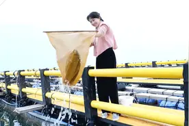 表嫂参观海上大渔场，实现黄瓜鱼自由，顺手给老板们做顿黄鱼宴视频封面