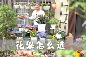不走冤枉路，教你正确选择花架，经久耐用花园富有立体感视频封面