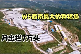 贵州遵义农村，修建了温氏西南最大的种猪场，月出栏7万头！视频封面