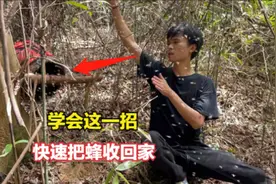 割完蜜怎样收蜂回去养？小伙教你快速收蜂法，学会蜜蜂乖乖进蜂笼视频封面