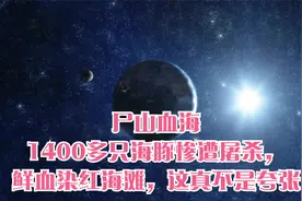 尸山血海！1400多只海豚惨遭屠杀，鲜血染红海滩，这真不是夸张视频封面