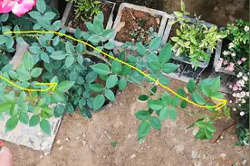有些花友这样养月季，难怪只长枝条不开花！养护方法要正确视频封面