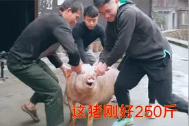 贵州杀年猪了这猪刚好250斤，6个大男人差点没拉住，让猪给跑了视频封面