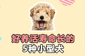好养活、寿命长的5种小型犬，泰迪排第3！