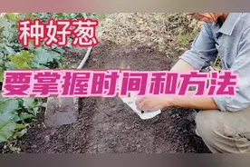 种植大葱和大蒜的季节马上到了，掌握好时间，别太早也别太晚