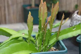 令箭荷花为什么不开花，冒芽少？看完明白了视频封面