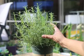 买回家的迷迭香怎么养？园艺师教你，西餐牛排少不了它，好养极了视频封面
