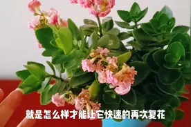长寿花开败后要想二次开花，修剪很重要，方法有小修剪和大修剪视频封面