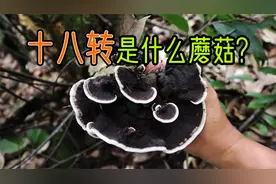 一种神秘的黑色蘑菇：十八转到底是什么蘑菇？视频封面