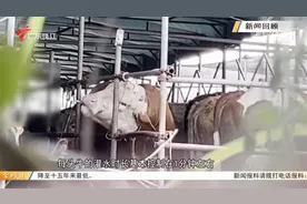 新闻追踪：注水牛公然进入正规屠宰场 多部门联合严查视频封面