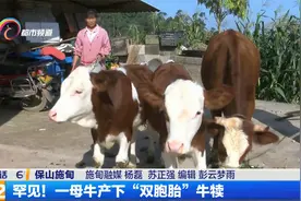 罕见！一母牛产下“双胞胎”牛犊视频封面