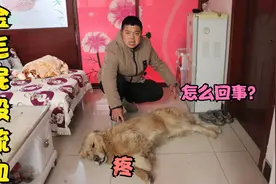 金毛屁股流血害怕活不长，小虎查看难道是得痔疮了，这该怎么办？视频封面