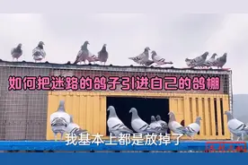 如何把迷路的天落引进自己的鸽棚？农村大叔教你一二招视频封面