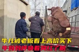 牛儿长大了，就要被卖掉了，牛妈妈不断呼唤着儿子，眼睛通红视频封面