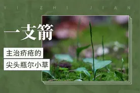 一支箭——主治疥疮的尖头瓶尔小草视频封面