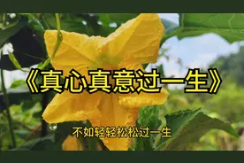 一曲《真心真意过一生》，一辈子那么长又那么短，真心真意过一生视频封面