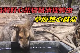 善良的乌鸦帮袋鼠清理蜱虫，黄豆大小的蜱虫，一口一个真过瘾！视频封面