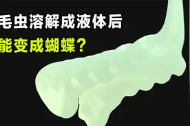 毛毛虫溶解成液体后，才能变成蝴蝶，破茧成蝶全过程你敢信么？视频封面