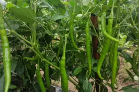 淘米水加它浇辣椒？没想到这么厉害！我也是刚知道，赶紧看看视频封面