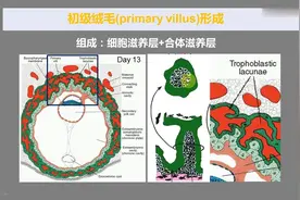 人体胚胎学绪论，3.3—蜕膜和初级绒毛的形成视频封面