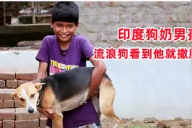 印度10岁男孩爱喝狗奶，母狗看到他就撒腿狂奔，背后有何原因？视频封面