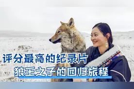 女孩养大狼王幼崽，4年后在草原重逢，狼崽竟直接跑向她！纪录片
