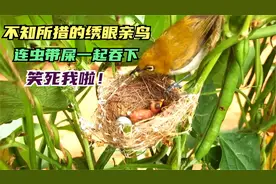 笑死！绣眼幼鸟刚吞下虫子就拉泡屎，害得鸟妈连虫带屎一齐吞下视频封面