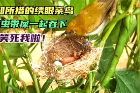 笑死！绣眼幼鸟刚吞下虫子就拉泡屎，害得鸟妈连虫带屎一齐吞下