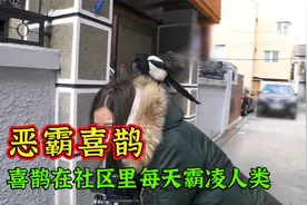喜鹊混迹于人类社会，欺凌霸势，见人就攻击视频封面