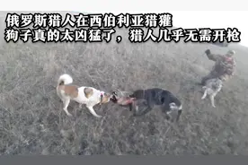 俄罗斯猎人带着猎犬，来到西伯利亚荒野狩猎獾视频封面