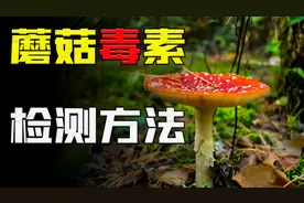 常见蘑菇毒素检测方法有哪些？是什么原理？