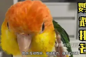 最受鸟友喜欢的10种，中小型鹦鹉，看看你家鹦鹉上榜了吗？