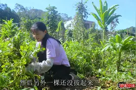 妹子拔花生嫌累，发明一种拔花生方法，简单省力，效率出人意料！