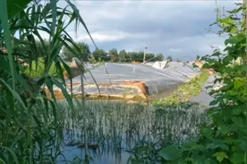 连续降雨丨大棚蔬菜水淹后如何科学补救？视频封面