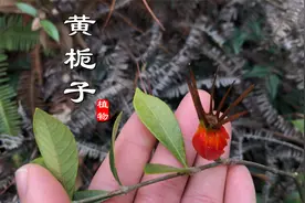传统中药“桅子”你认识吗？农村山上常见，儿时不懂采来玩太浪费视频封面