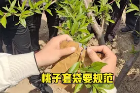 什么方法套桃果袋能达到一天套7000个