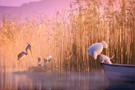 好莱坞顶尖团队耗时一年 京东最牛创意 JOY与鹭 5分钟温暖治愈视频封面