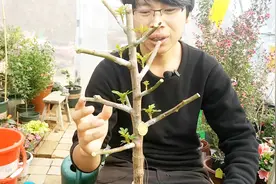 在一棵蔷薇树上，嫁接9个品种的月季花，想想就很漂亮视频封面
