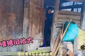 农村养猪风险大，黄小仙喂猪时被猪踩脚，疼的哇哇叫，太惨了视频封面
