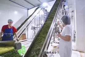 树上摘下来的青花椒，通过这种技术，可以一年四季都新鲜视频封面